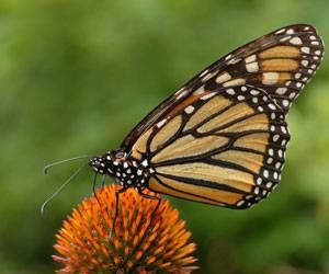 Carlos Slim, al rescate de la mariposa Monarca
